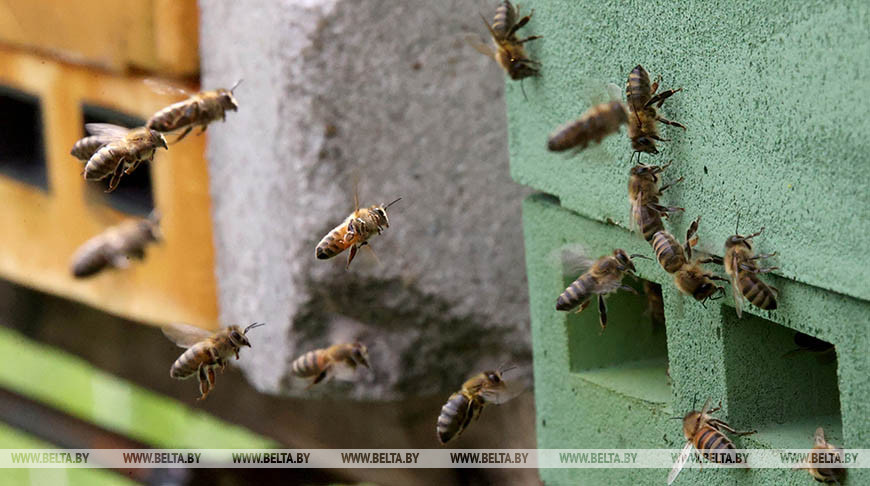 Пчеловод выиграл суд по делу о возмещении вреда из-за гибели пчел