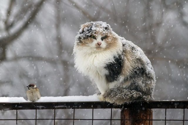 Мокрый снег и дождь ожидается в Беларуси 24 марта