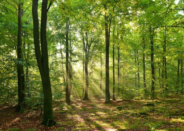 Ограничения на посещения лесов действуют 5 августа в 35 районах Беларуси