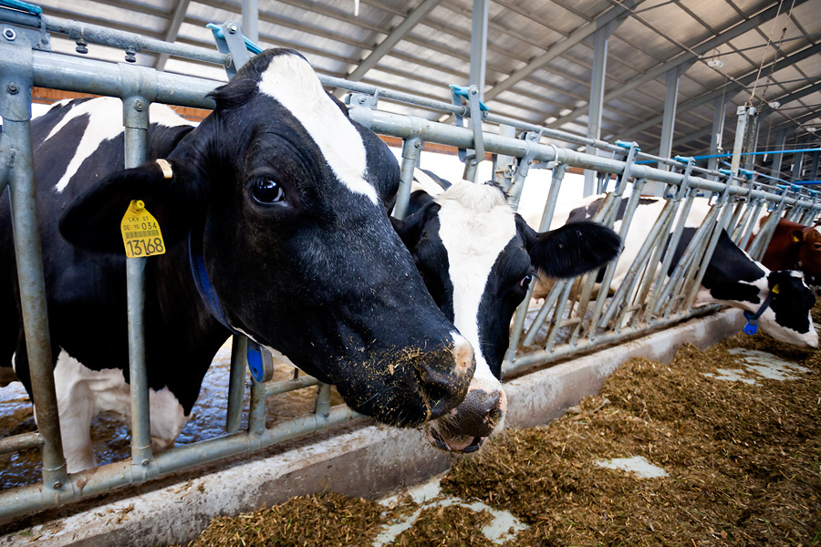 КГК предложил принять в Могилевской области допмеры по обеспечению животноводства кормами